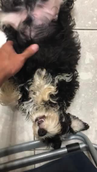 Itching a puppy(Schnauzer)