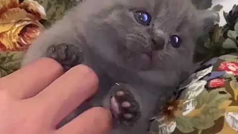 Cute cat 😍