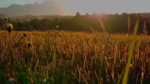cinematic sunset rice field