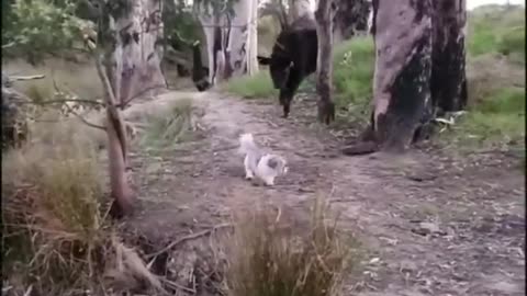 Funniest animals