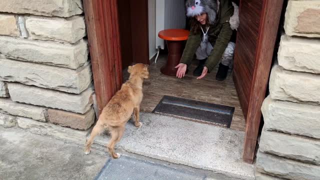 Abandoned Puppy Followed Us Home And We Let Him Inside