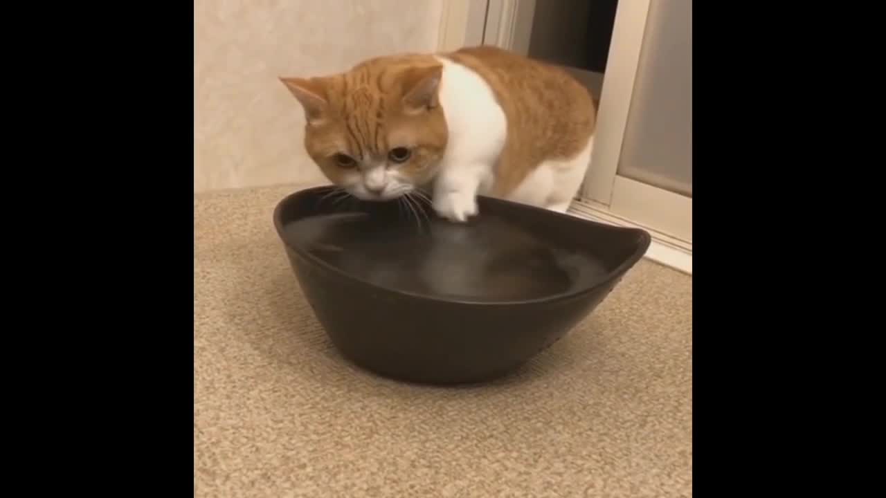 Cute cat playing in water