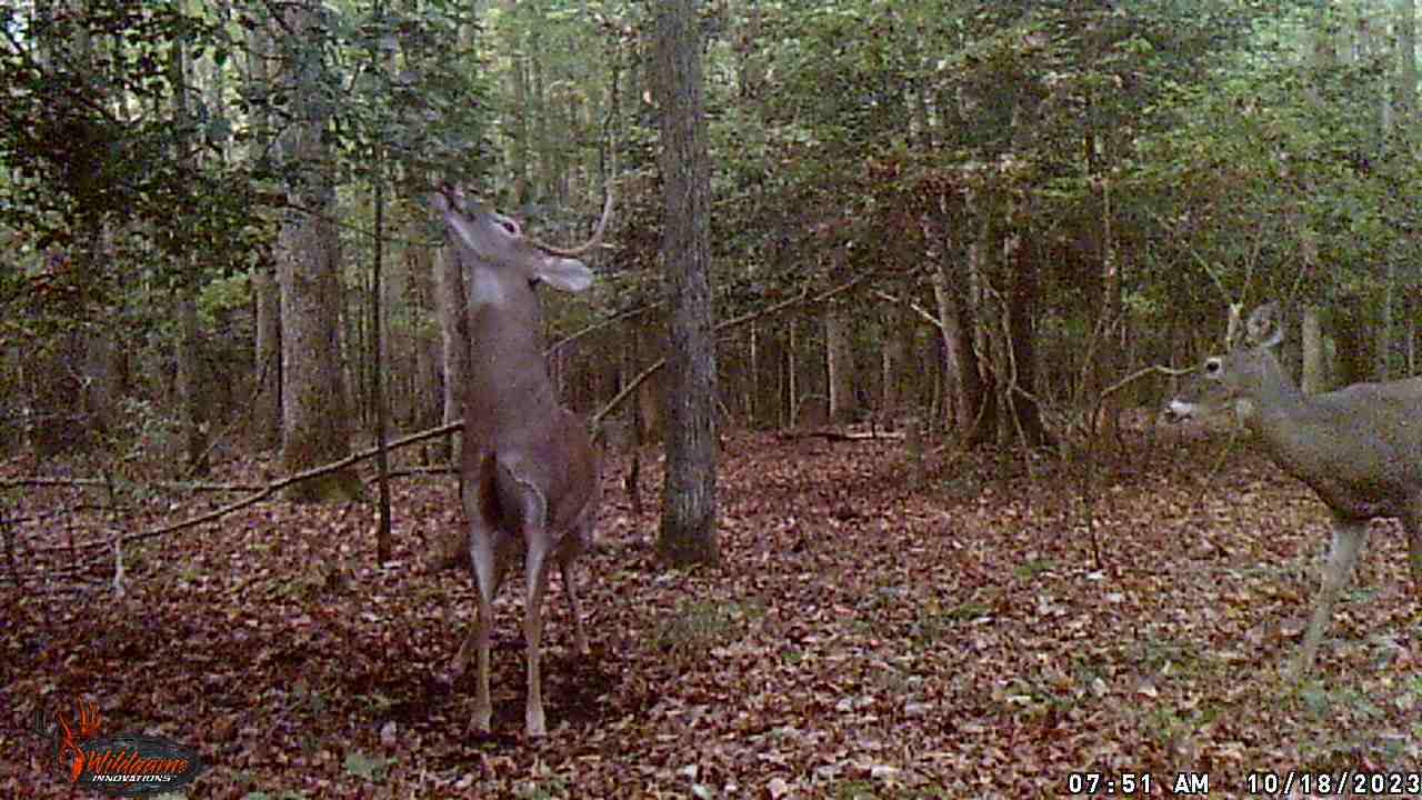 Whitetail Deer