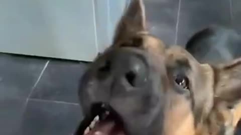 dog#youtubeshorts