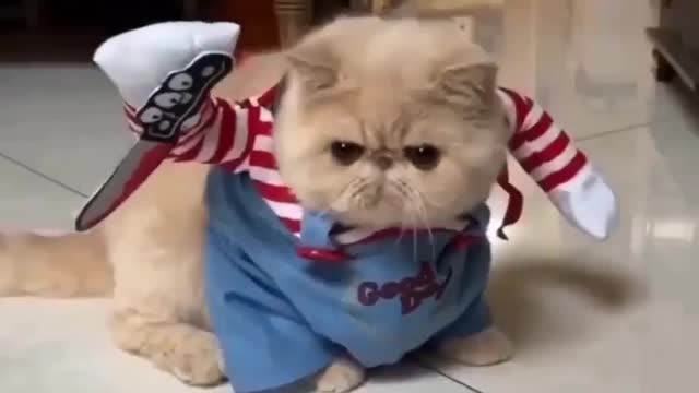 Really funny cats walk with funny moments....