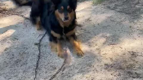 Whisper - Old-fashioned Black and Tan English Shepherd