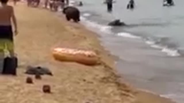 In Russia, bears bathe with people on public beaches.