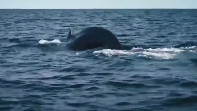 Family Of Whales