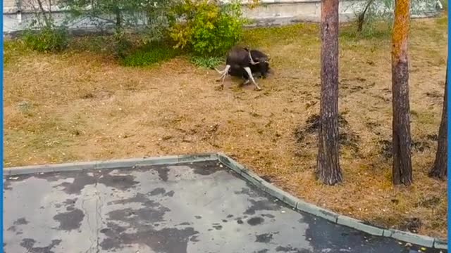 AGGRESSIVE MOOSE FIGHT OVER A FEMALE