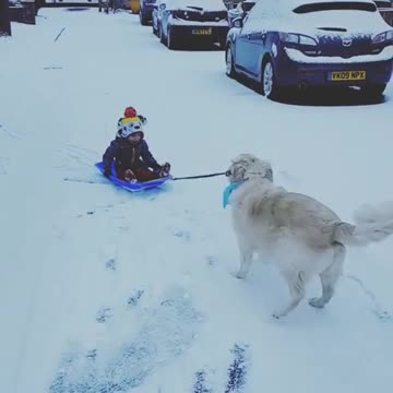 Perro tira entusiasmado a un niño sobre un trineo