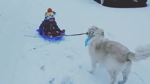 Perro tira entusiasmado a un niño sobre un trineo