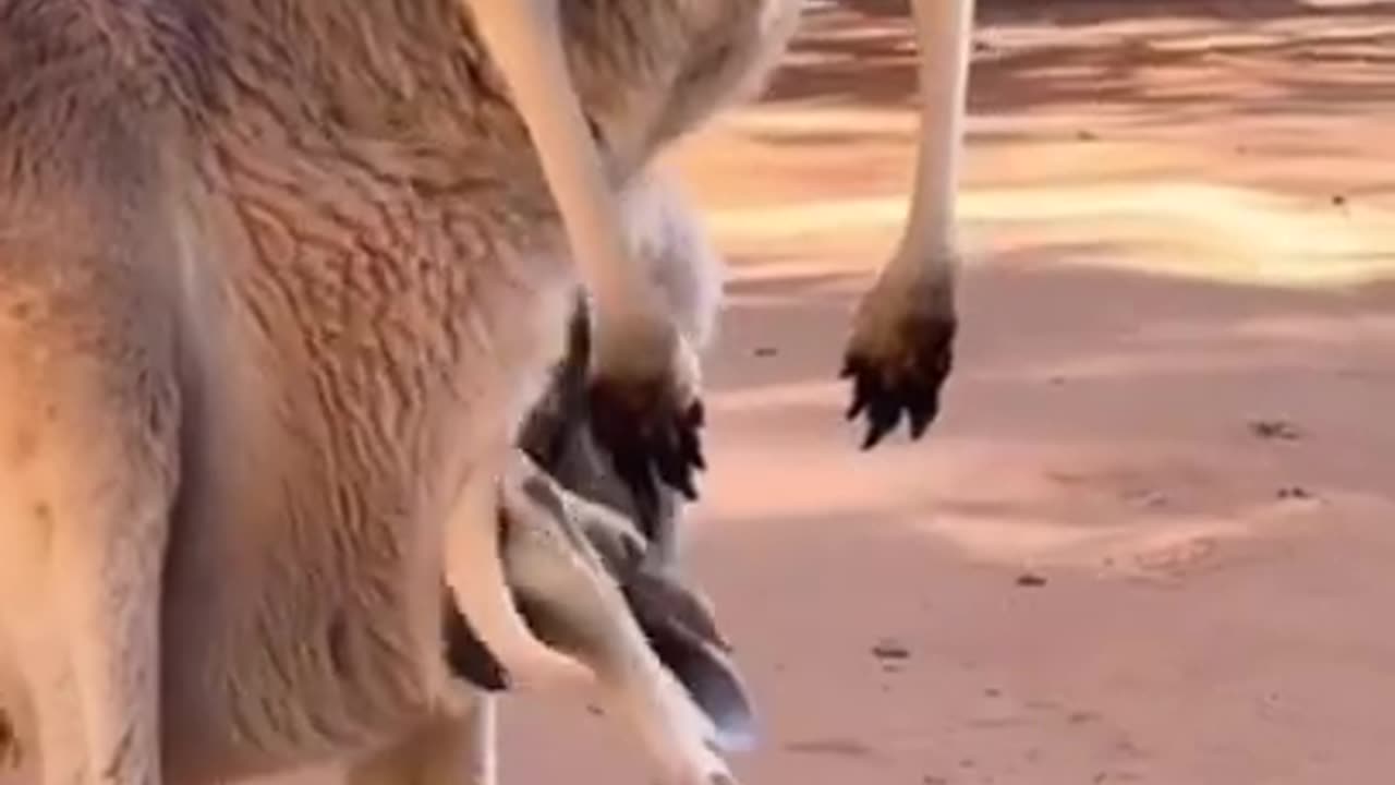 Kangaroo Baby Finally Succeeds #shorts #viral #shortsvideo #video