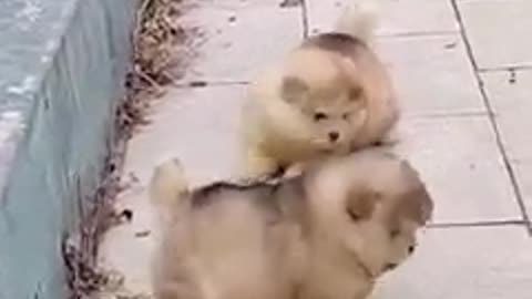 Cute Dog Playing Together