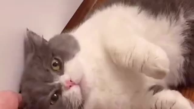 Cute cat needing more