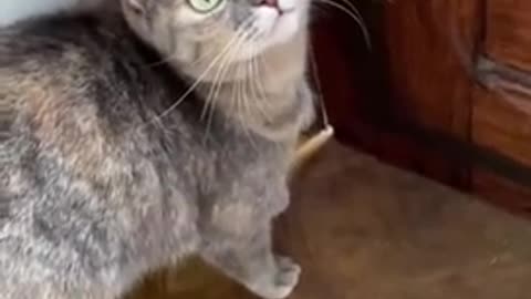 funny cat