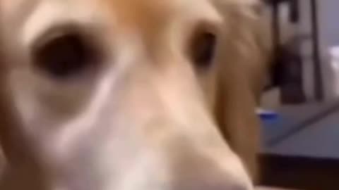 cute dog reaction