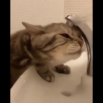 Funny Cat 🐈 😻