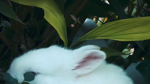 Cute baby rabbits