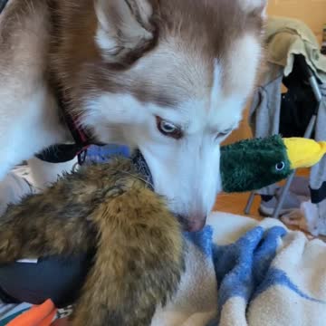 Angry Husky Protecting it’s Duck Toy