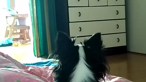 Meu Chihuahua Uivando