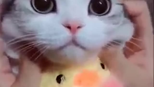 Funny cat