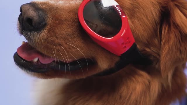 a-dog-with-red-sunglasses