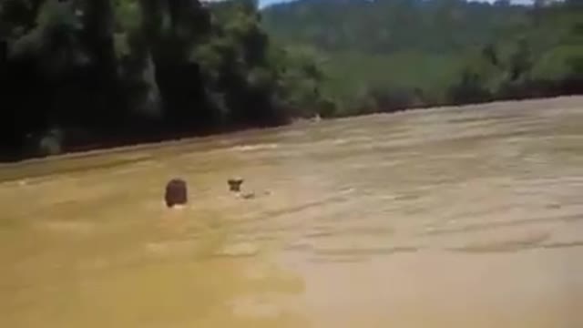 Brave Action, Borneo Inland Tribe Men catch animals in the river