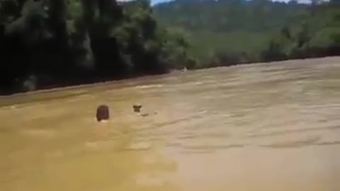 Brave Action, Borneo Inland Tribe Men catch animals in the river