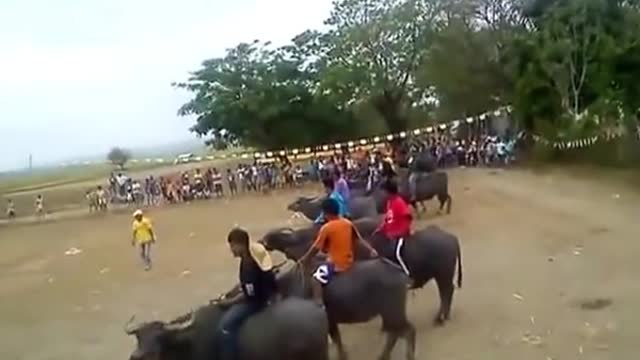 Carabao Race in Philippines