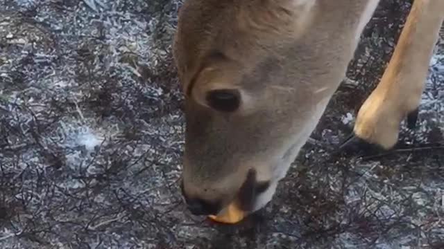 Deer eats pumpkins