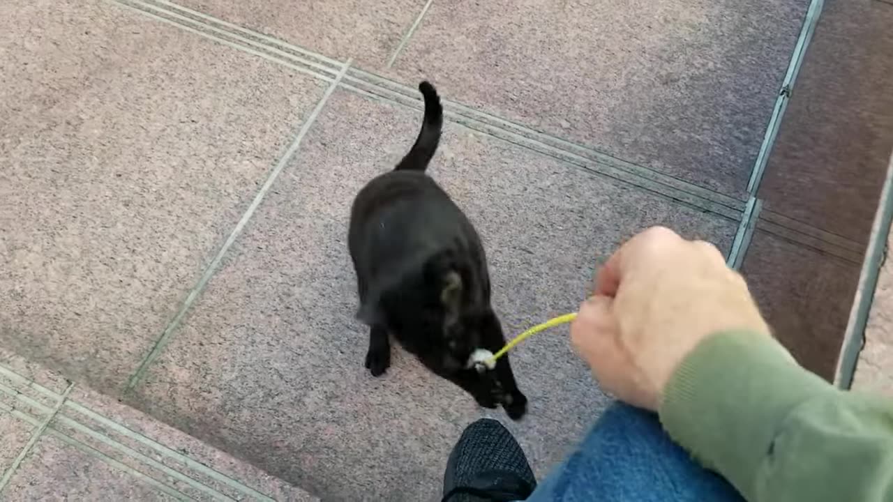 20240503 071031 Tux Playing Bird Noise Toy with Leg Climbing