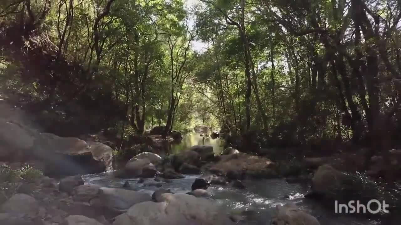 Forests are the lungs of the world