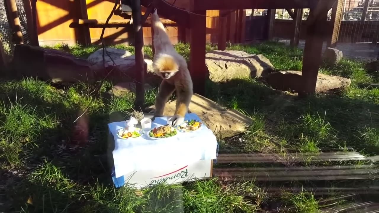 The very cute GIBBONS are playing. Instantly makes me happy.