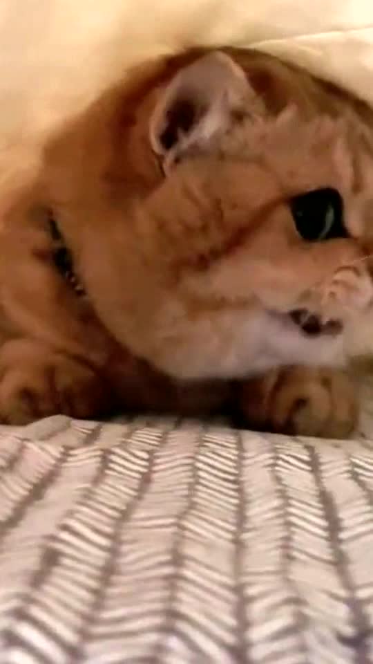 The hide and seek 🙈