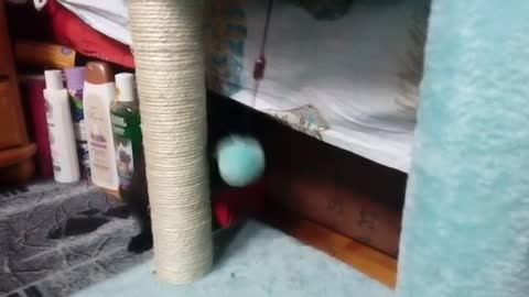 Black kitten playing with soft ball