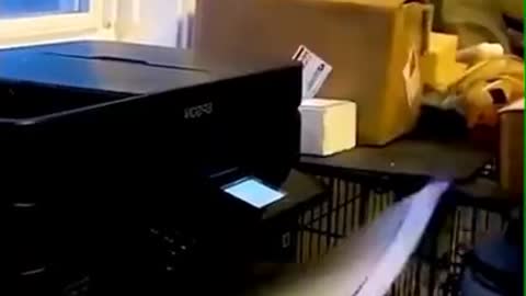 Baby Dogs - Cute and Funny Dog Video