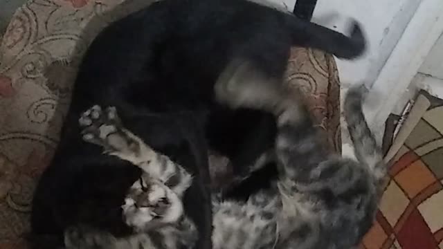 Cat funny kitty fight Rumble #2