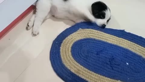 My Baby Lucy | Cute and Funny Video | Awesome Funny Pet...