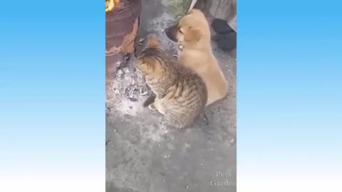 Funny Animal Videos