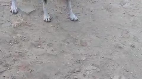 Old dog and Young parrot