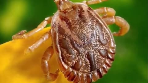 Ticks The Hidden Dangers Lurking in the Undergrowth