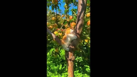 Are you ready for the harvest? The tree has borne fruit!!!