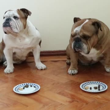 Naughty English Bulldog cheats during 'leave it' challenge