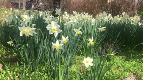 Waving Narcissus