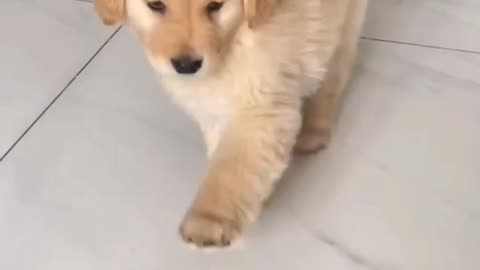 Cute puppy video