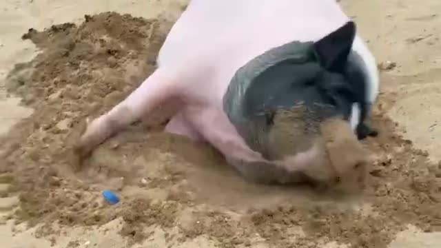 What a nice pig