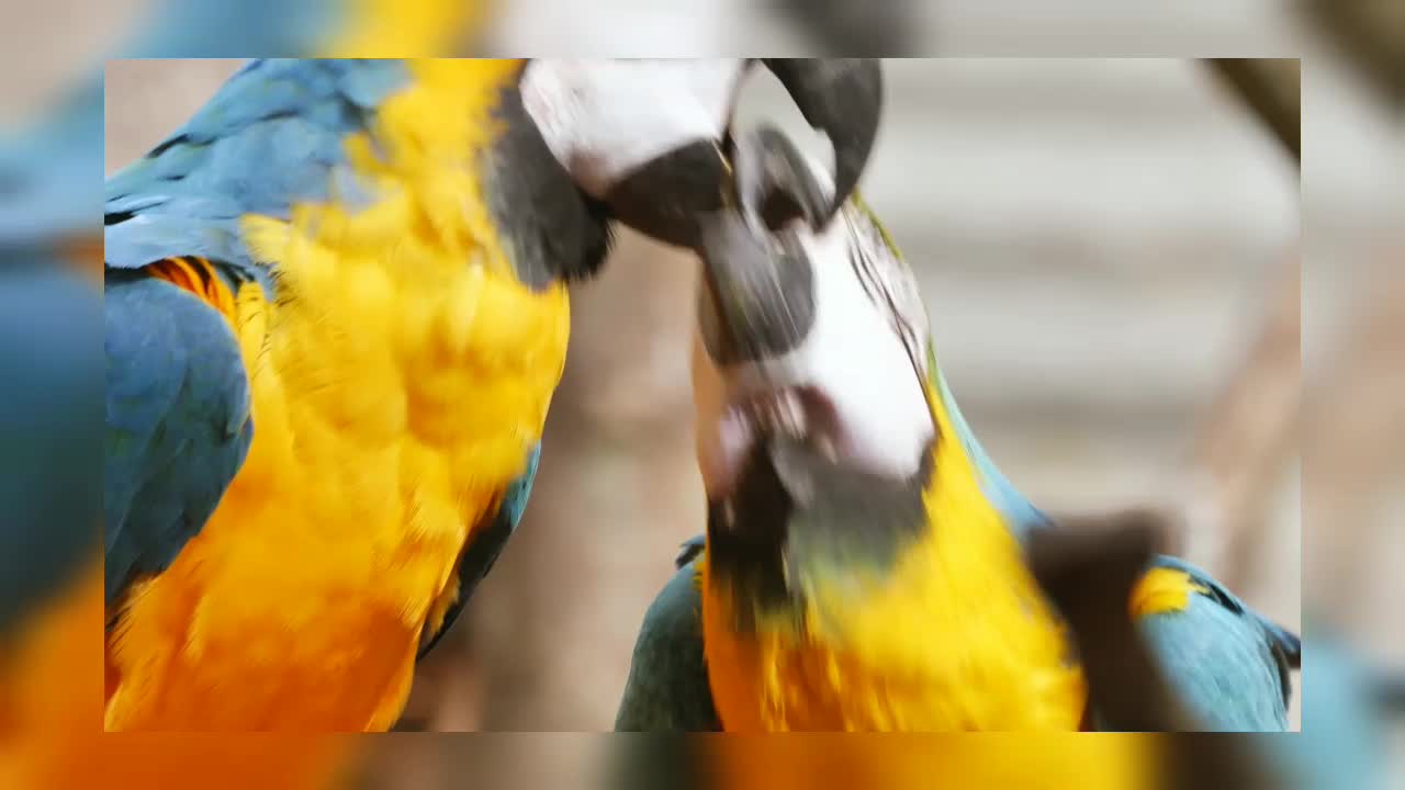 Amazing Parrot Taking English | Funny Animals Video