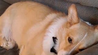 Corgi does homework