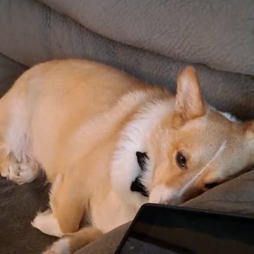 Corgi does homework