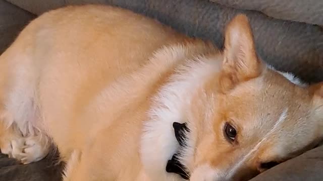 Corgi does homework